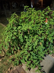 Phytolacca americana