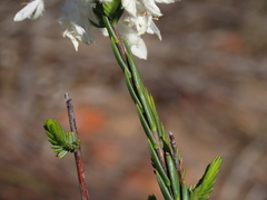 Lachnaea montana