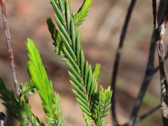 Lachnaea montana