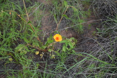 Kallstroemia grandiflora