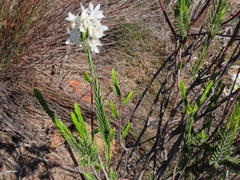 Lachnaea montana