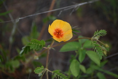 Kallstroemia grandiflora