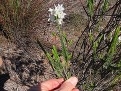 Lachnaea montana
