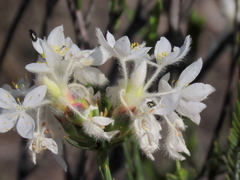 Lachnaea montana
