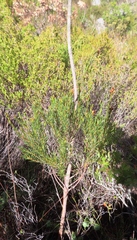 Stylapterus micranthus