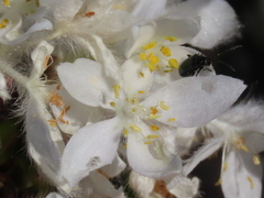Lachnaea montana