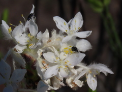 Lachnaea montana