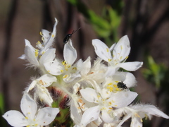 Lachnaea montana