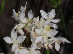Lachnaea montana