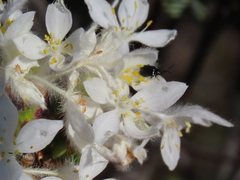 Lachnaea montana