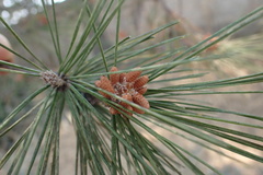 Pinus