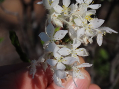 Lachnaea montana