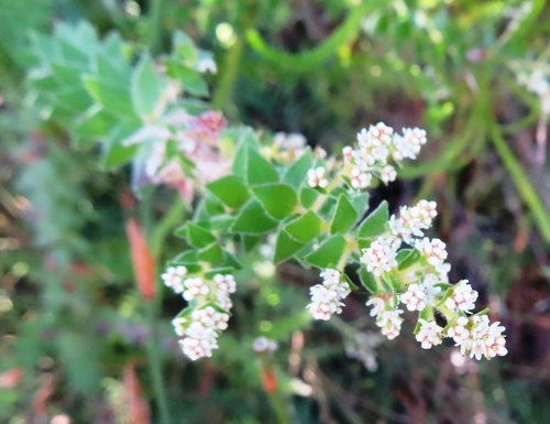 Brunia cordata (Brunia cordata)