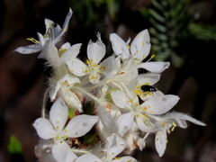 Lachnaea montana