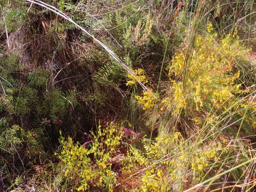 Image of Erica campanularis by (c) linkie, some rights reserved (CC BY)