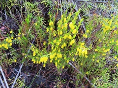 Erica campanularis