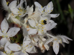 Lachnaea montana