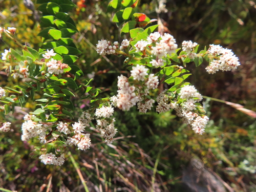 Image of Brunia cordata by (c) linkie, some rights reserved (CC BY)