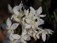 Lachnaea montana