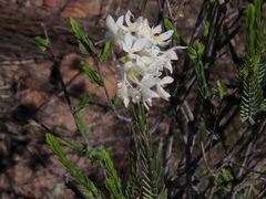Lachnaea montana