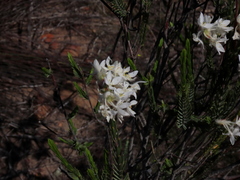 Lachnaea montana