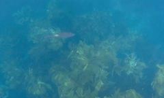 Bodianus unimaculatus