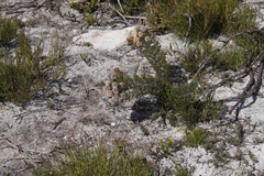 Serruria glomerata × villosa