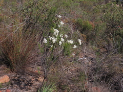 Lachnaea montana