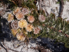 Serruria glomerata × villosa