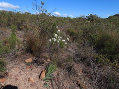 Lachnaea montana