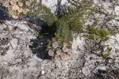 Serruria glomerata × villosa