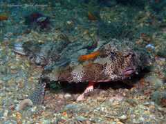 Ogcocephalus cubifrons