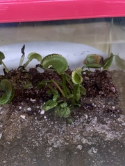 Dionaea