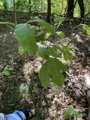Magnoliopsida