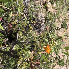 Talinum aurantiacum