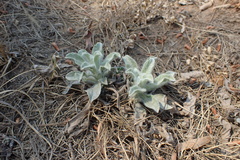 Nidorella hottentotica