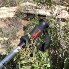 Bouvardia ternifolia
