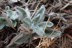 Nidorella hottentotica