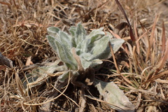 Nidorella hottentotica