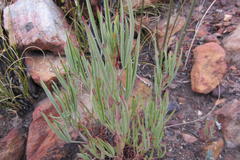 Pelargonium laevigatum laevigatum