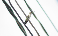 Archilochus colubris