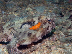 Ogcocephalus cubifrons