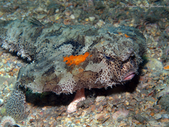 Ogcocephalus cubifrons