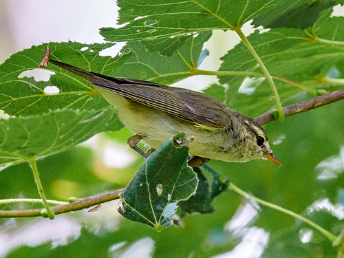 Mosquitero verdoso (Phylloscopus trochiloides)