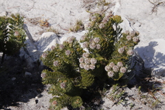 Serruria glomerata × villosa