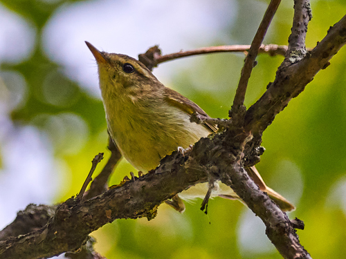 Mosquitero verdoso (Phylloscopus trochiloides)