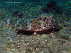 Ogcocephalus cubifrons