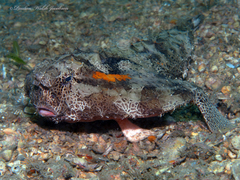 Ogcocephalus cubifrons