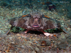 Ogcocephalus cubifrons