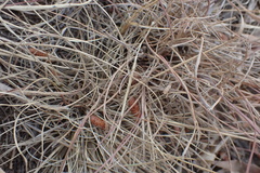 Aristida congesta barbicollis